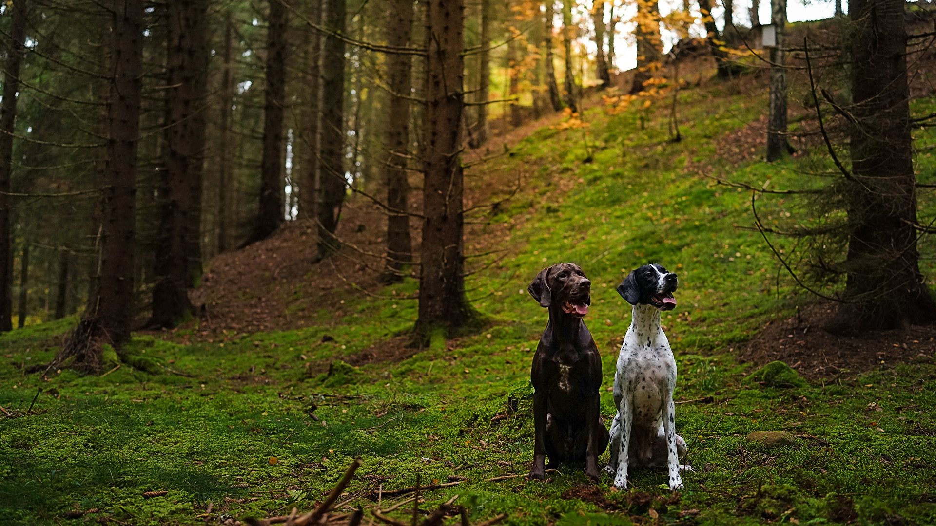 Fodax hundbild